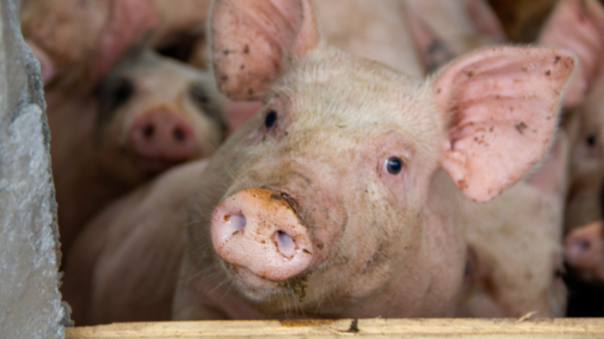 pigs