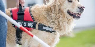 1-4-22 - Service Dog Picture
