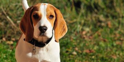 10-24-21 - Beagle Picture JPEG