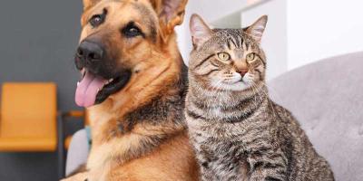 10-29-21 - Dog and Cat Picture