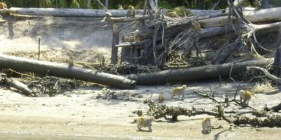 12-1-21 - Monkey Island Picture