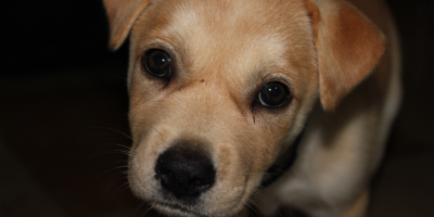 puppy