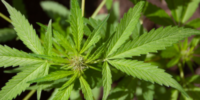 cannabis