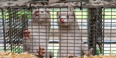 Mink Farm