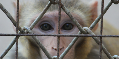 Monkey in Cage
