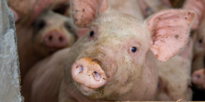 pigs