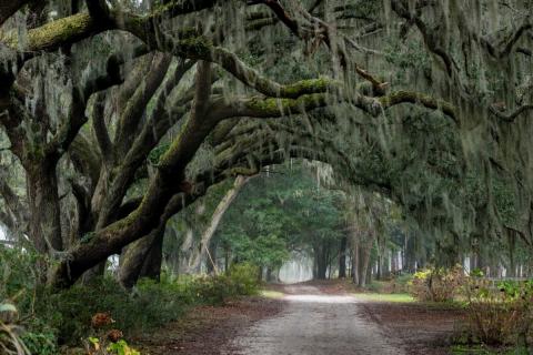 Angel Oak Trail