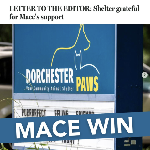 dorchester paws lte