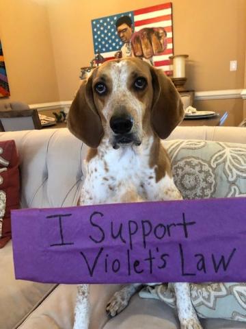 Violet's Law