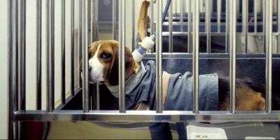 11-2-21 - Animal Testing Picture