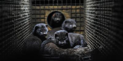 mink farm